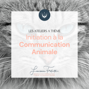 Initiation à la communication animale en vidéo